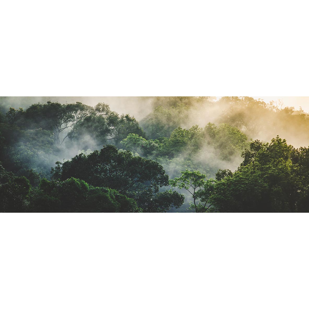 www.smallart.pl tapeta fototapeta dla dorołsych do salonu sypialni las we mgle las i mgła las tropikalny drzewa drzewo winylowa lateksowa fizelinowa wschód słońca na wymiar (1)